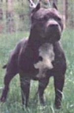 RAZORS EDGE MR. BROOKS